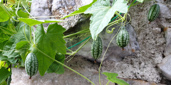 Newsletter Einstiegsbild